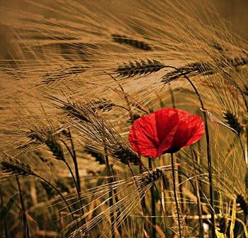 TRA I PAPAVERI ROSSI E SPIGHE DI GRANO